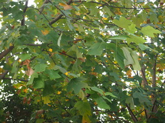 Liriodendron chinense