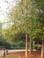 Liriodendron chinense