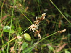 Sporadanthus interruptus