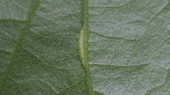 Macrodiplosis majalis