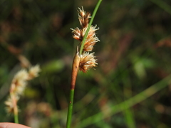 Sporadanthus interruptus