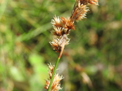 Sporadanthus interruptus