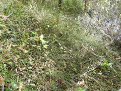 Sporadanthus interruptus