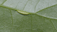 Macrodiplosis majalis