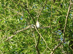 Vireo olivaceus