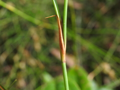 Sporadanthus interruptus