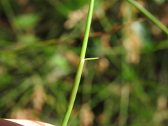 Sporadanthus interruptus