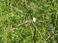 Vireo olivaceus
