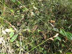 Sporadanthus interruptus