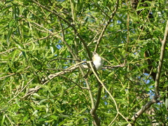 Vireo olivaceus