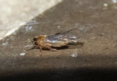 Muellerianella laminalis