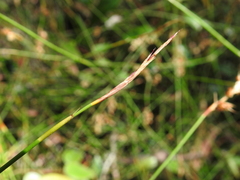 Sporadanthus interruptus