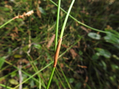 Sporadanthus interruptus