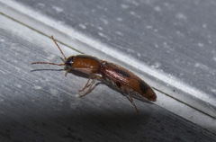 Aeolus scutellatus
