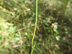 Sporadanthus interruptus