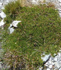 Leptinella pyrethrifolia