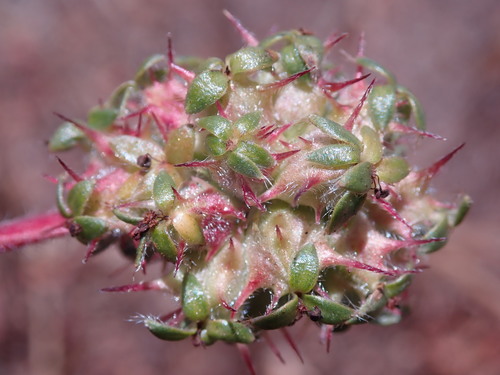 Argentinian Biddy-biddy fruiting