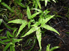 Dicranopteris linearis linearis
