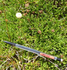 Leptinella pyrethrifolia