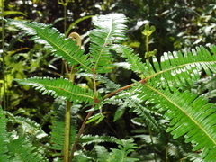 Dicranopteris linearis linearis