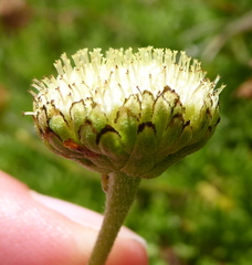Leptinella pyrethrifolia