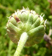 Leptinella pyrethrifolia