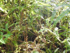 Dicranopteris linearis linearis