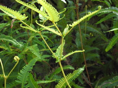 Dicranopteris linearis linearis