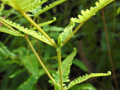 Dicranopteris linearis linearis