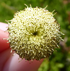 Leptinella pyrethrifolia