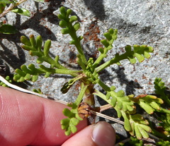 Leptinella pyrethrifolia