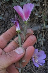 Clarkia amoena whitneyi