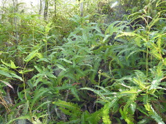 Dicranopteris linearis linearis