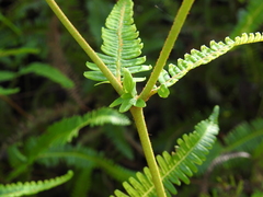 Dicranopteris linearis linearis
