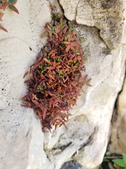 Pellaea atropurpurea