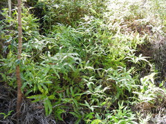 Dicranopteris linearis linearis