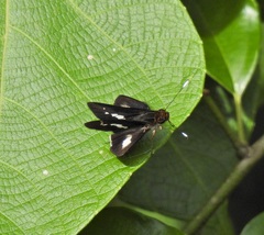 Sabera caesina