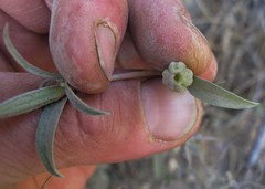 Clarkia amoena whitneyi