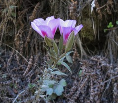 Clarkia amoena whitneyi
