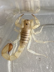 Paravaejovis eusthenura