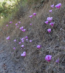 Clarkia amoena whitneyi