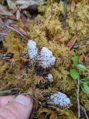Peltigera elisabethae