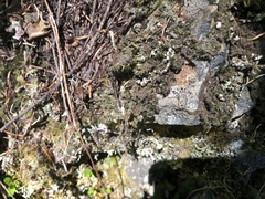 Psoroma hypnorum