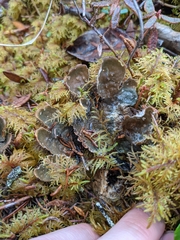 Peltigera elisabethae