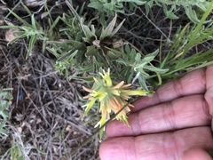 Castilleja citrina