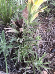 Castilleja citrina