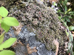 Psoroma hypnorum