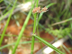 Fuirena umbellata