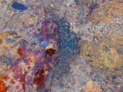 Metopograpsus thukuhar