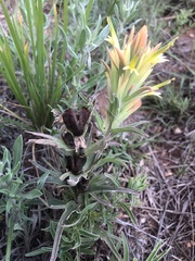 Castilleja citrina